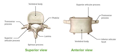 Coluna Vertebral Anatomia Concise Medical Knowledge