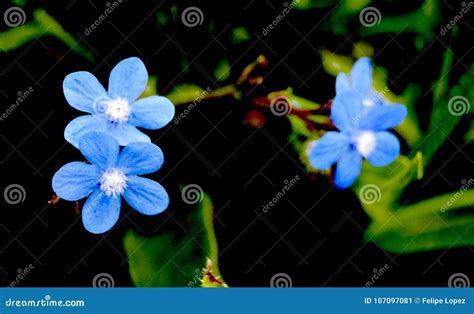 Several Little Blue Flowers Stock Image Image Of Petals Nature