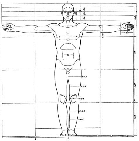 Proportions Of Human Figure Clipart Etc