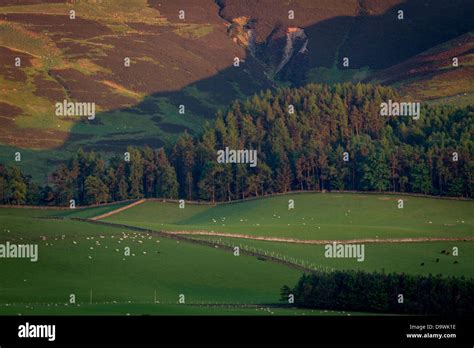Late Afternoon Light Over Drumelzier Scottish Borders Stock Photo Alamy