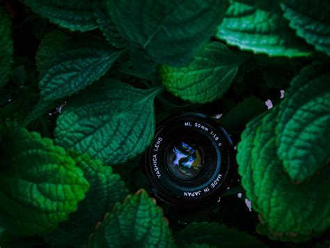 Free Stock Photo Of Lens Within The Leafs Download Free Images And