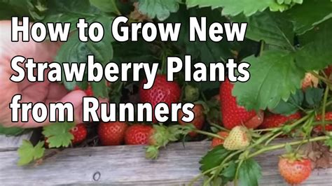 Growing Strawberries How To Grow New Strawberry Plants From Runners