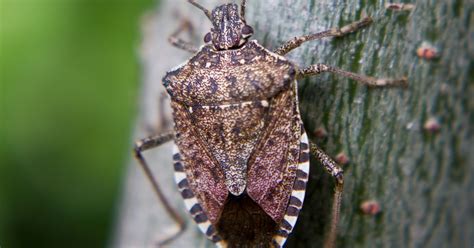 Stink Bugs Are Back What Are They How Do You Get Rid Of Them