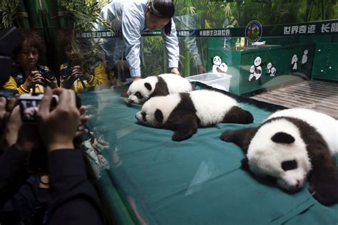 Adorable Panda Triplets Happy And Healthy Picture Cutest Baby Animals