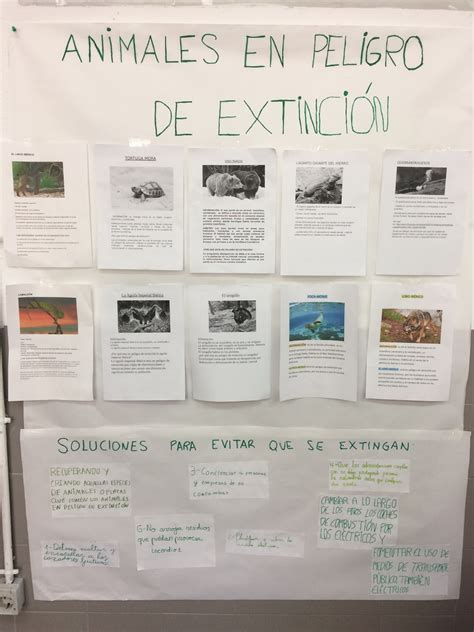 Animales En Peligro De ExtinciÓn