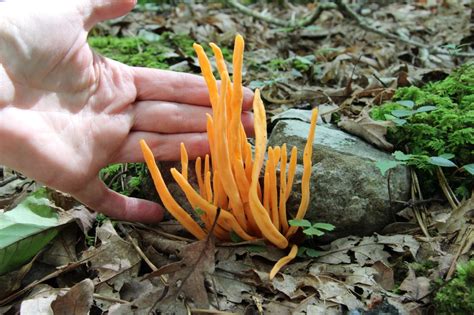 Late July Mushrooms Virginia Wildflowers