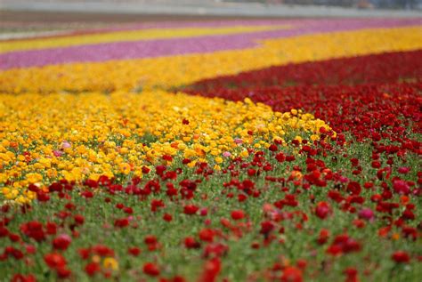Visit The Flower Fields Of Carlsbad Ca Flower Field Flowers Fields