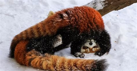 White Wolf Adorable Red Pandas Playing In The Snow