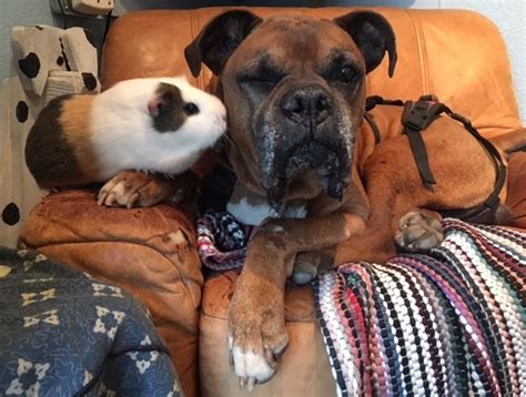 Senior Dog Takes His Guinea Pig Best Friend With Him