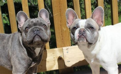 Blue Brindle Frenchie And Blue Fawnlilac Pied Frenchie Pied French