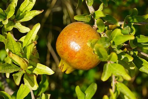 Fruit Pomegranate Tree Free Photo On Pixabay Pixabay