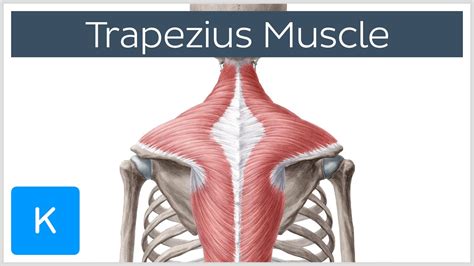 Trapezius Muscle Origin Insertion Actions Human Anatomy Kenhub