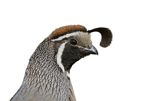 Quail Head Transparent Png Stickpng