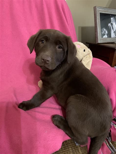 Commands are reinforced with praise. Labrador Retriever Puppies For Sale | Salisbury, NC #345597