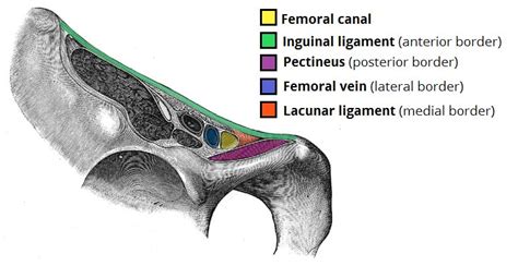 It is oblique directed inferiorly, anteriorly and medially. The Femoral Canal - Borders - Contents - TeachMeAnatomy