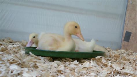 Raising Baby Ducks Pethelpful