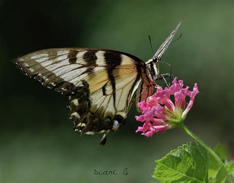 Eastern Tiger Swallowtail Photograph By Diane Giurco Fine Art America