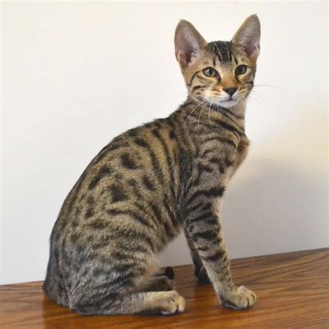 54 Top Pictures F7 Savannah Cats For Sale F6 Savannah Kittens For