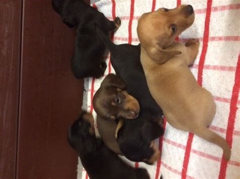 Our dachshund puppies for sale come from either usda licensed commercial breeders or hobby breeders with no more than 5 breeding mothers. Miniature Dachshund Puppies For Sale | Des Moines, IA #170089