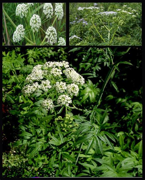 Botánica Cubana Cicuta