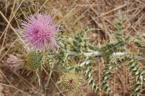 24 little known miracle plants the navajo used for medicine off the grid news