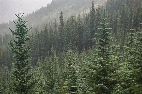 Royalty Free Photo Pine Trees On Mountain During Daytime Pickpik