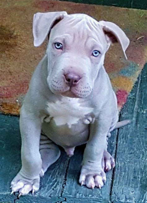 Blue Fawn Pitbull Blue Fawn Pitbull Pitbull Puppies