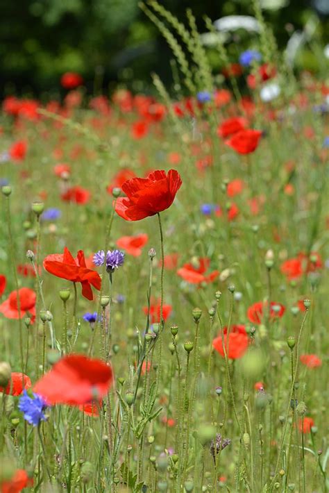 Poppies And Cornflowers Taken 17th June 2014 At Rhs W Flickr