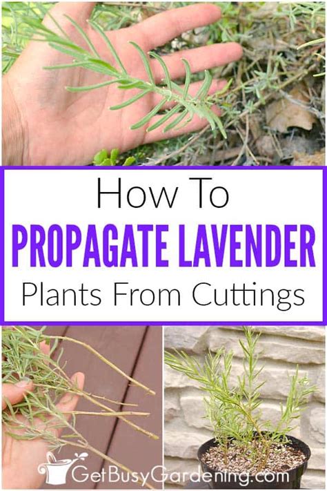 How To Propagate Lavender Plants From Cuttings Get Busy Gardening