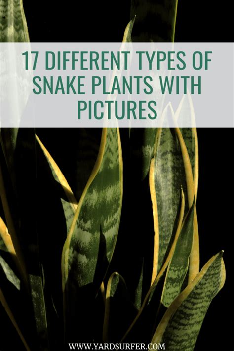 17 Different Types Of Snake Plants With Pictures Yard Surfer