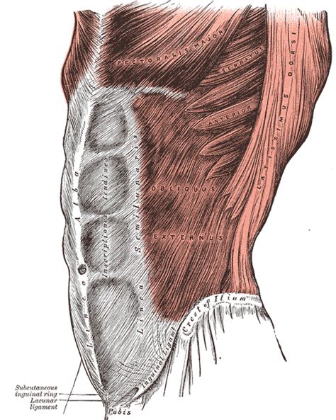 The Rectus Abdominis Muscle