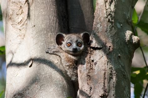 Sifakas Ring Tails And Sportive Lemurs At Berenty Reserve Lemur