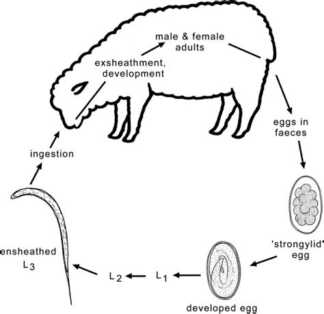 Trichostrongylus Spp Life Cycle