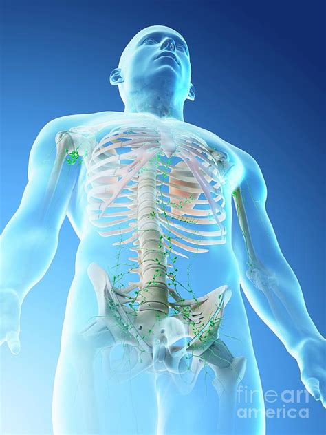 Lymphatic System Of The Upper Body Photograph By Sebastian Kaulitzki
