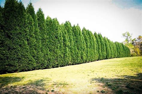 Best Privacy Trees For Your Backyard Leyland Cypress Backyard Trees