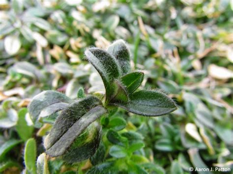 Mouse Ear Chickweed Purdue University Turfgrass Science At Purdue