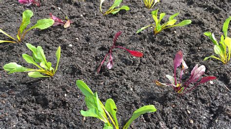 Beetroot Seedlings