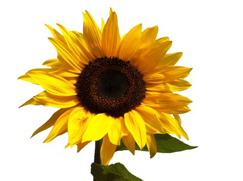 Sunflower Isolated On White Free Stock Photo Public Domain Pictures