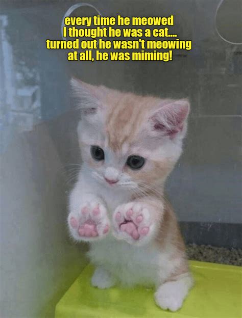 His Invisible Box Has Made It Clear Lolcats Lol Cat Memes Funny