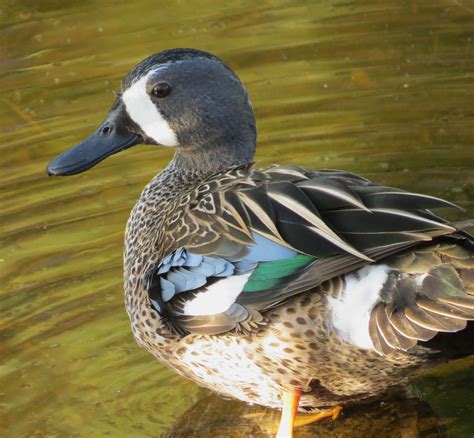 Blue Winged Teal Blue Winged Teal Beautiful Birds Teal