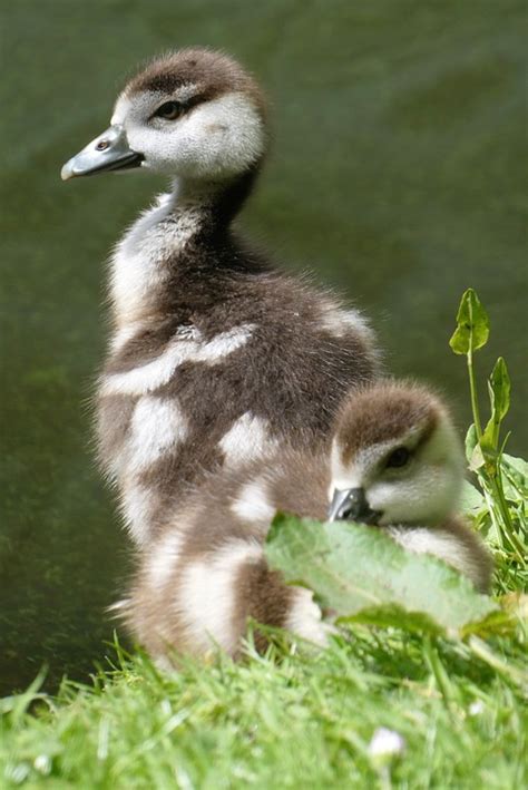 Egyptian Goose Goslings Young Free Photo On Pixabay