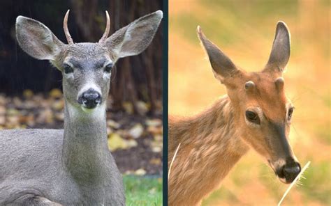 What Is A Spike Buck Answered With Photos World Deer