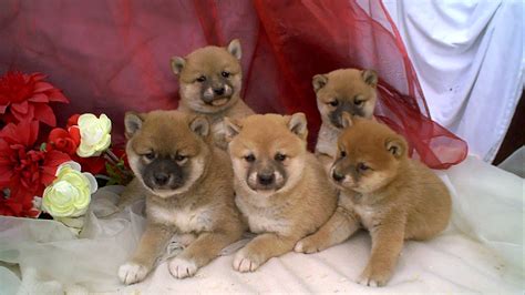 Shiba Inu Puppies Rescue Pictures Information