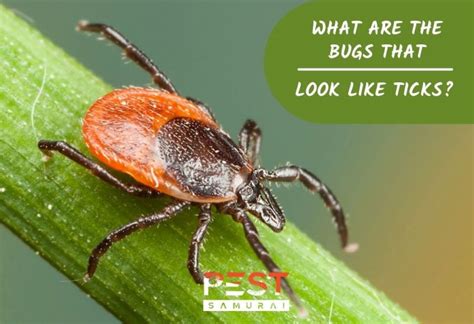 Bugs That Look Like Ticks Identification And Control Guide Pest Samurai