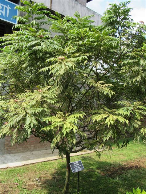 Filemurraya Koenigii Curry Leaf Tree In Rda Bogra 02