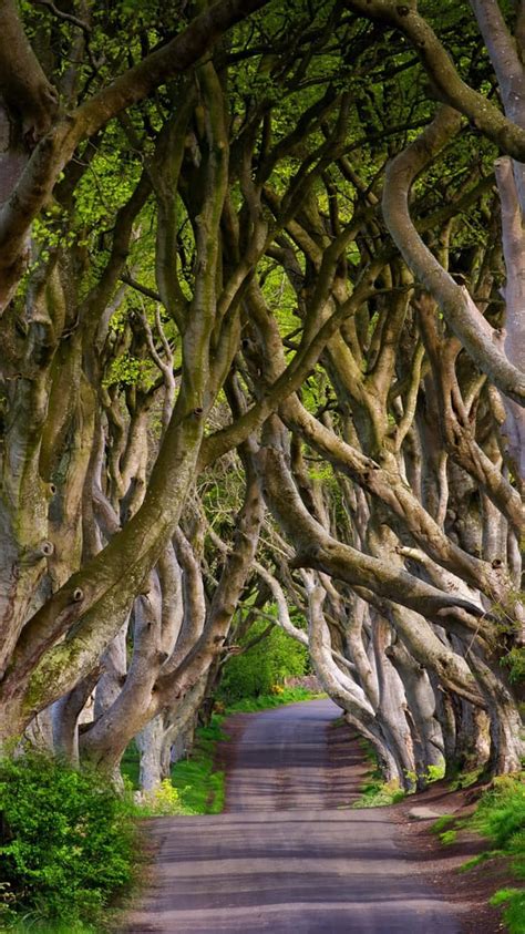 Download Mesmerizing View Of The Dark Hedges In Northern Ireland
