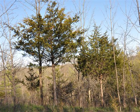 The Usefulness Of The Eastern Red Cedar Nature With Us