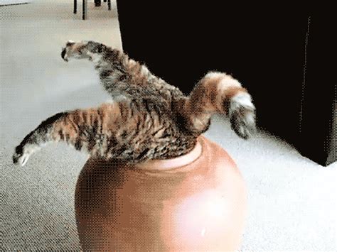 Fat Cat In A Pot S On Giphy