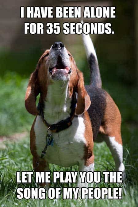 The Ultimate Beagle Humor Beagle Memes And Funny Beagle Dog Pics