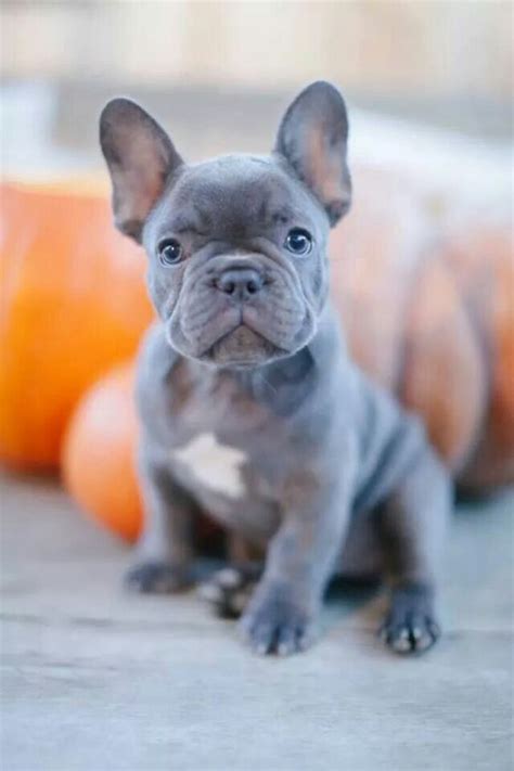 Such dogs have a white body with one or many dark patches. 20 French Bulldog Puppies You will Love | FallinPets